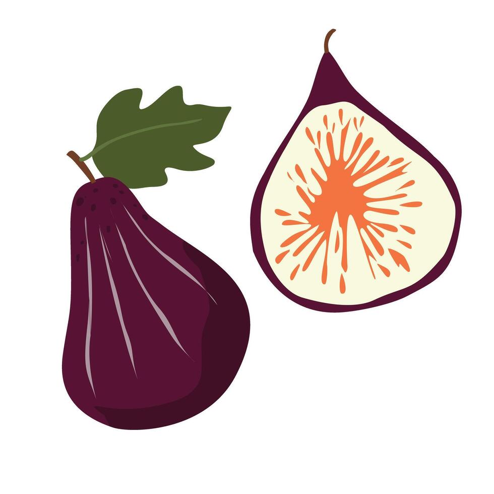 Elegant fig illustration showcasing rich textures in a minimalist style. vector