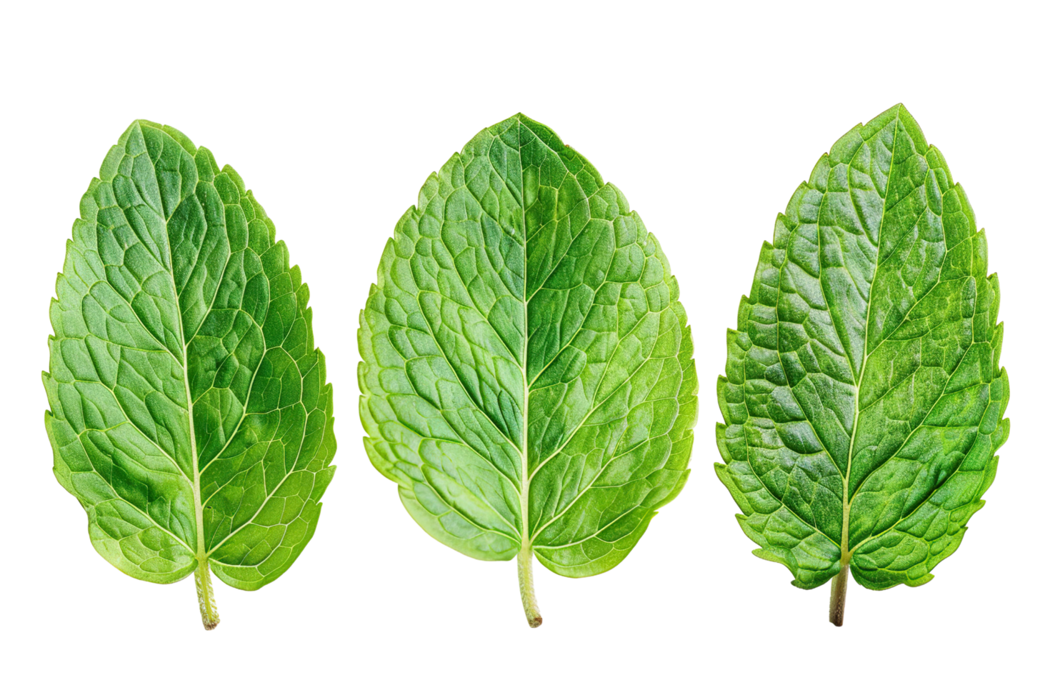 Mint leaves on a transparent background. png