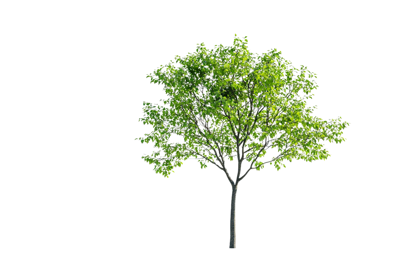 Tree on a transparent background. png