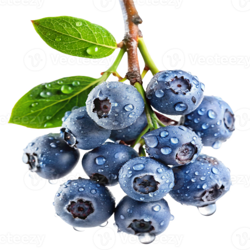 Luscious Blueberries on a Branch png