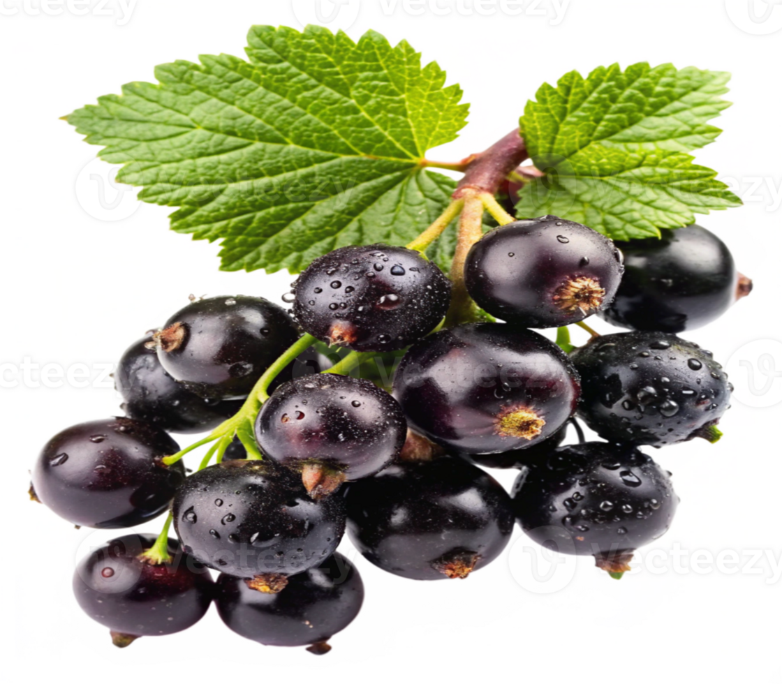 Fresh Black Currants with Dew Drops png