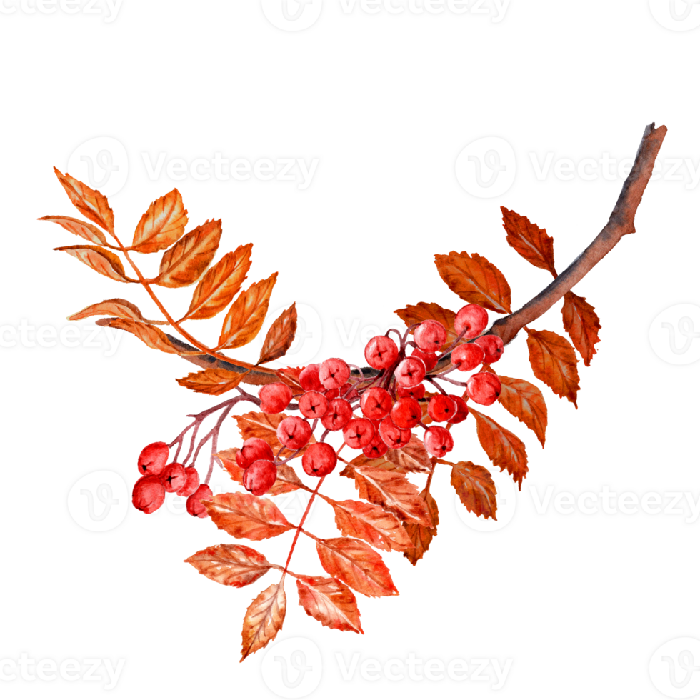Hand painted Autumn Rowan branch whith red berries png