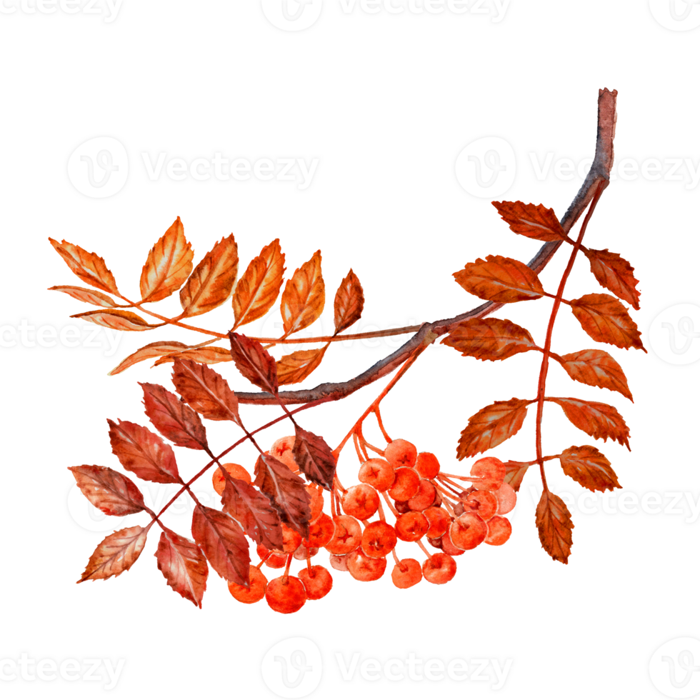 Red leaved Rowan branch whith red berries png