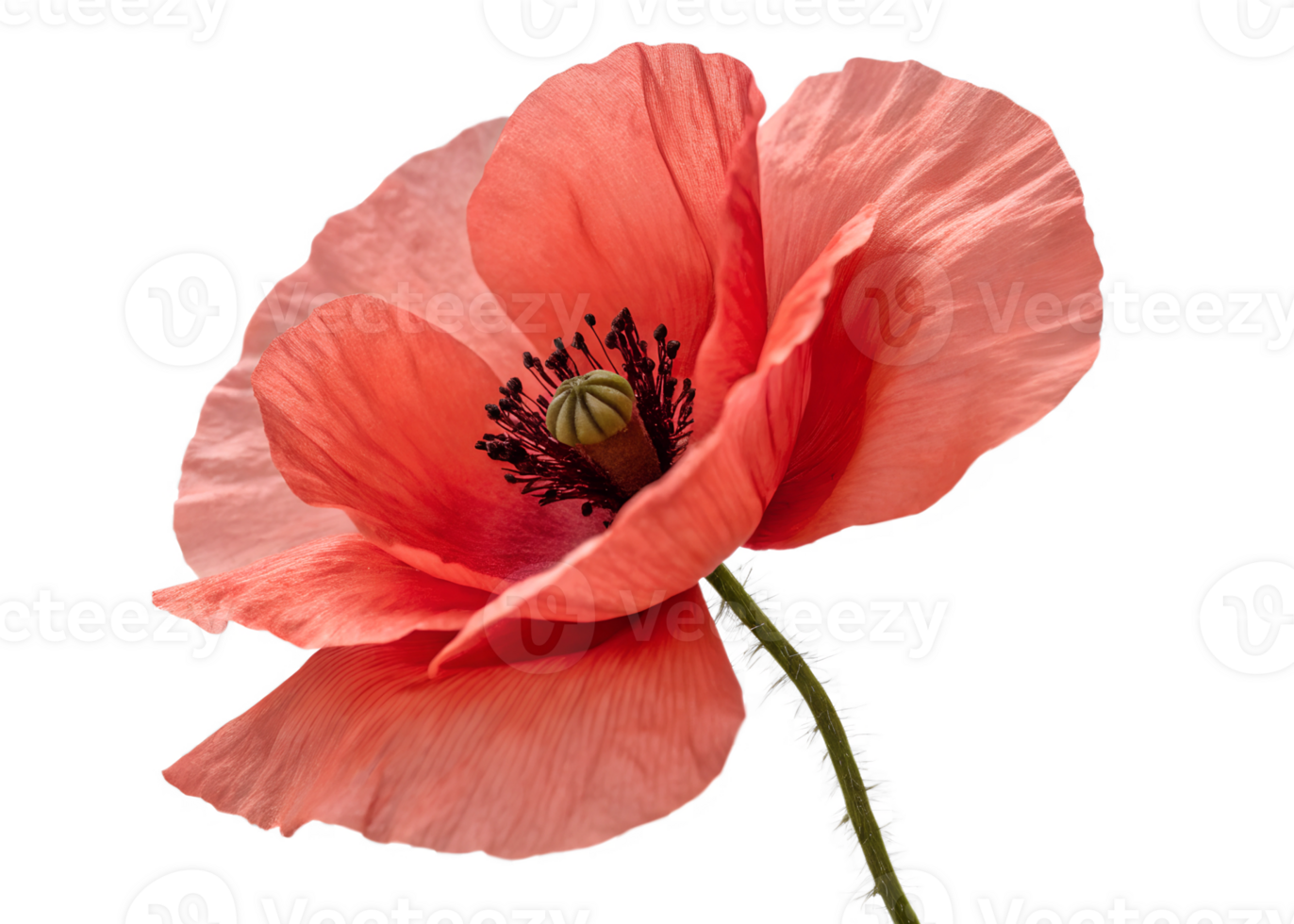 Red blooming poppy flower isolated on the transparent background png
