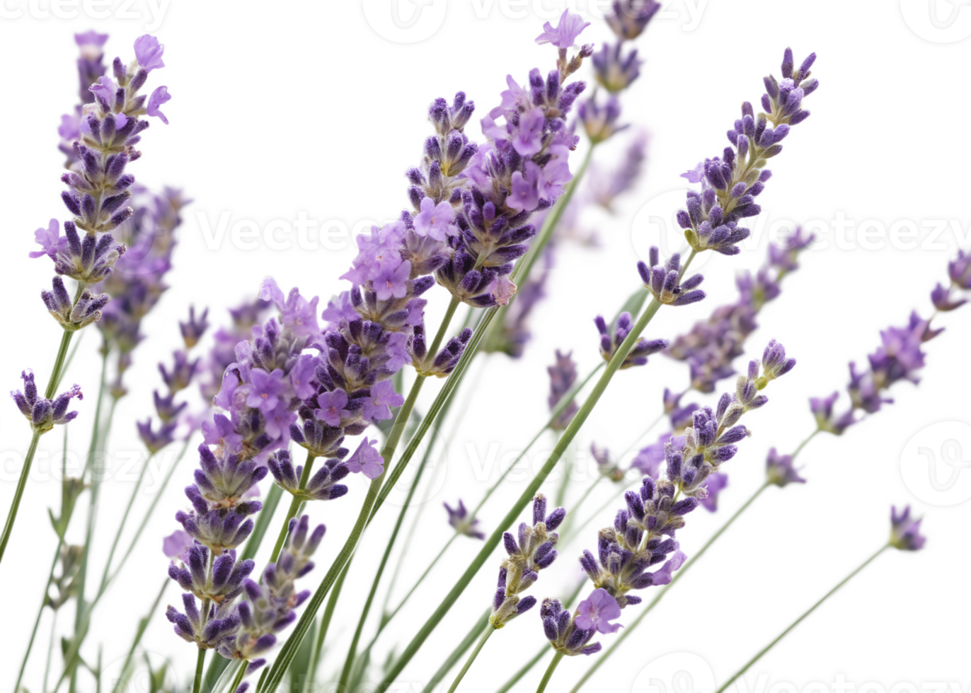 Violet blooming lavender flowers isolated on the transparent background png