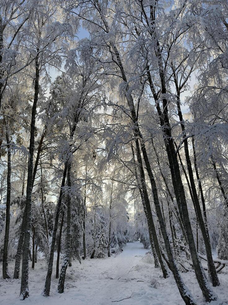 A snowy winter path winds through a dense pine forest. The trees are covered in a thick layer of snow, and the branches are weighed down by its weight. photo