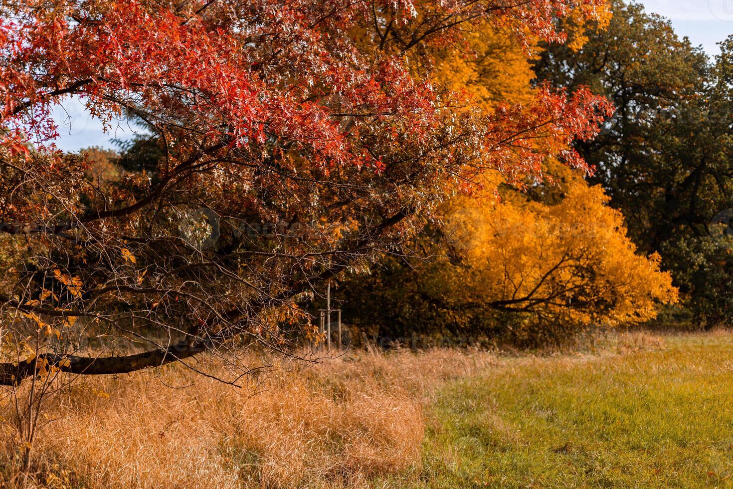 Yellow and red leaves on the trees. Autumn landscape. Nature in October photo