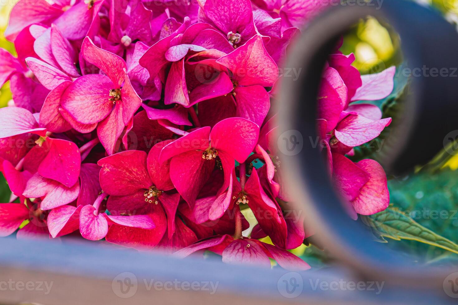 Krk Croatia Beautiful blooming pink hydrangea, selective focus photo