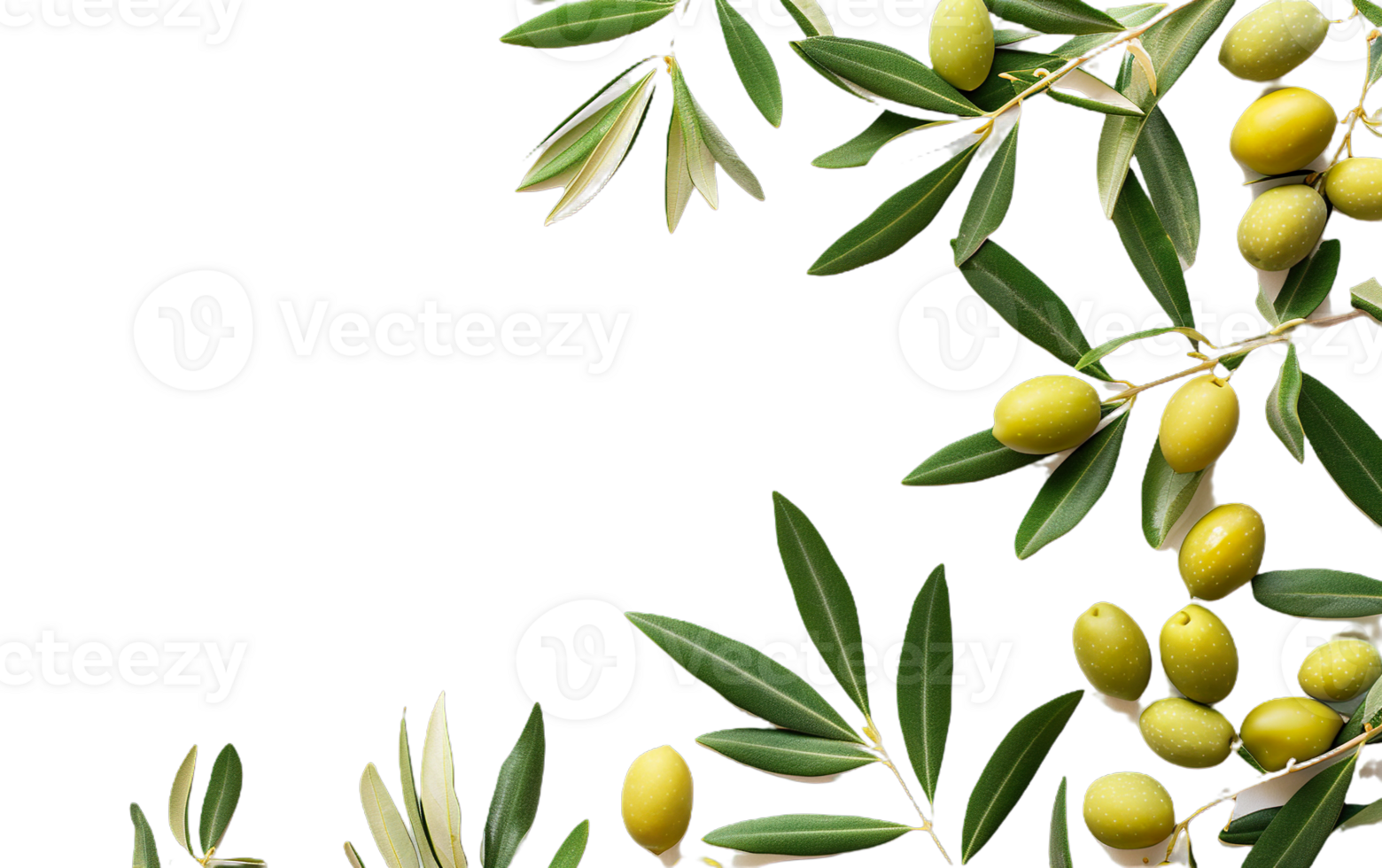 A close up of olive leaves and olives png