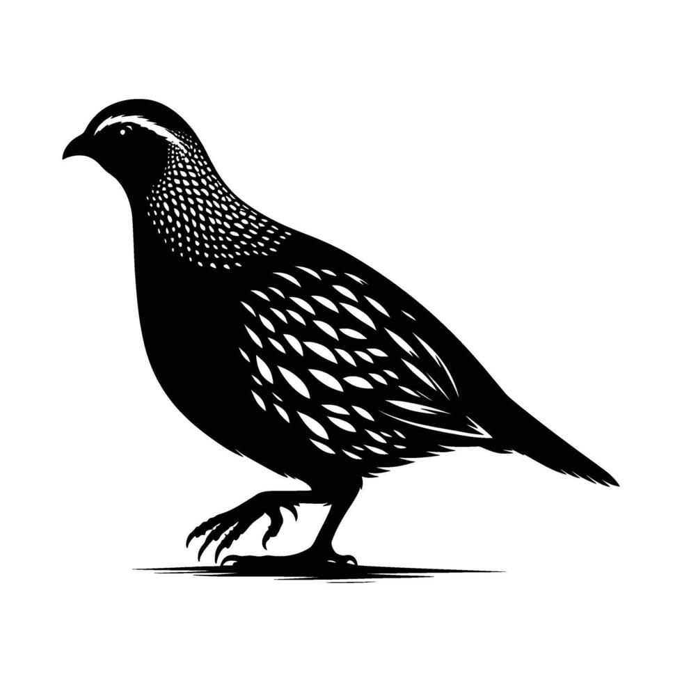 Classic Quail Silhouette Standing on White Background vector