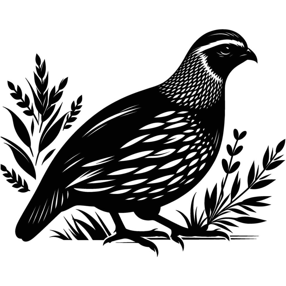 Detailed Quail Silhouette Profile on White Background vector