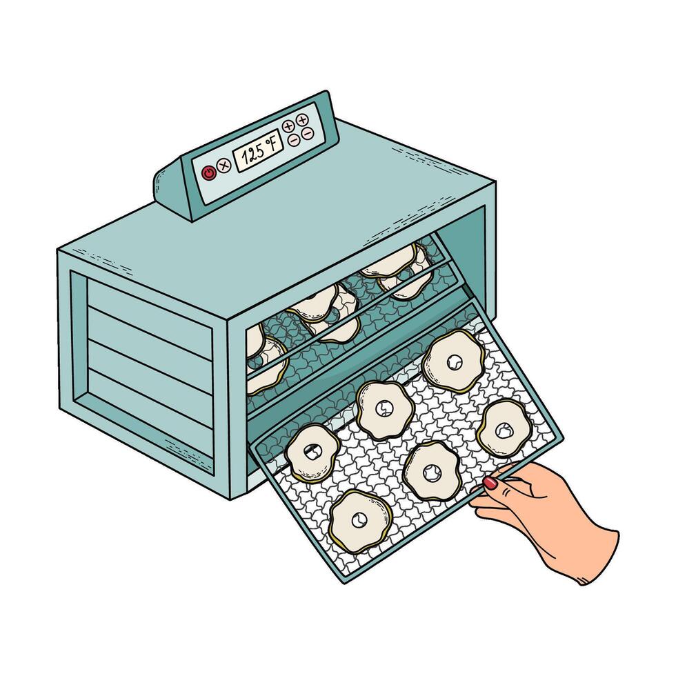 Sliced fruits in food dryer machine, electric food dehydrator. Monitoring of drying progress, trays rotation. Canning and culinary, healthy diet concept. Hand drawn doodle style illustration. vector