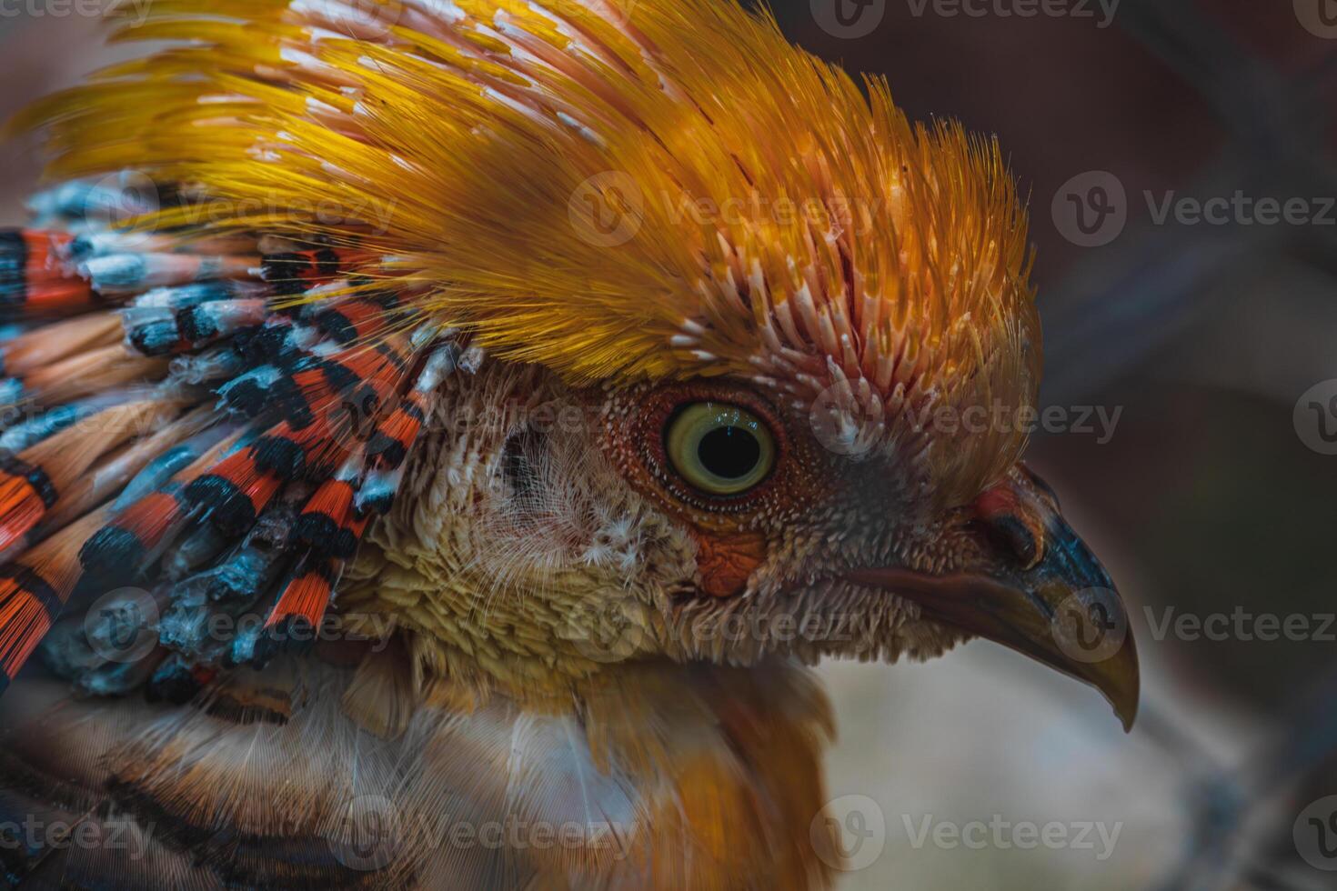 Chrysolophus pictus, Golden pheasant beautiful bird with very colorful photo