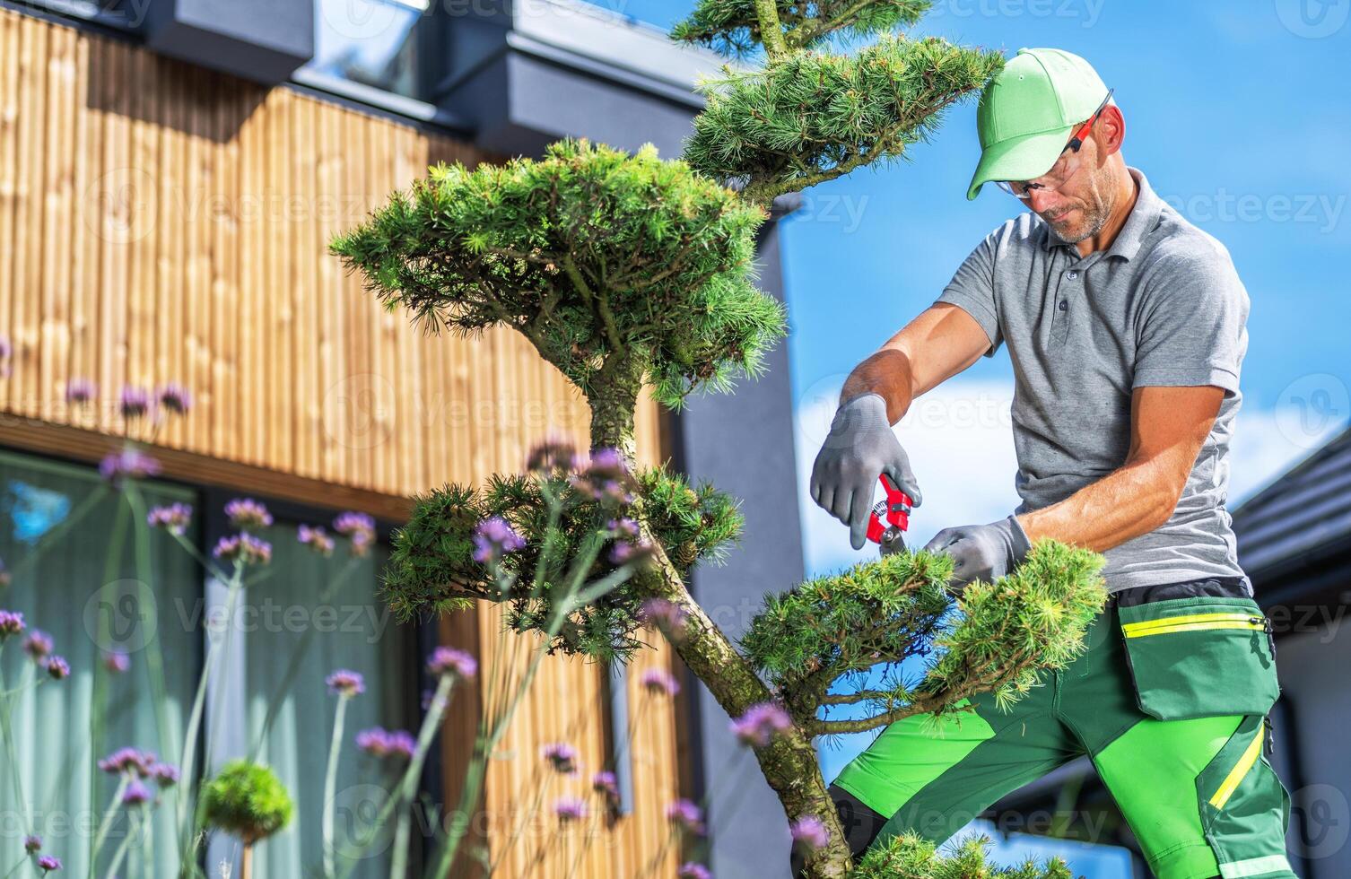 Gardener Trimming a Bonsai Tree in a Beautifully Designed Backyard on a Sunny Day photo