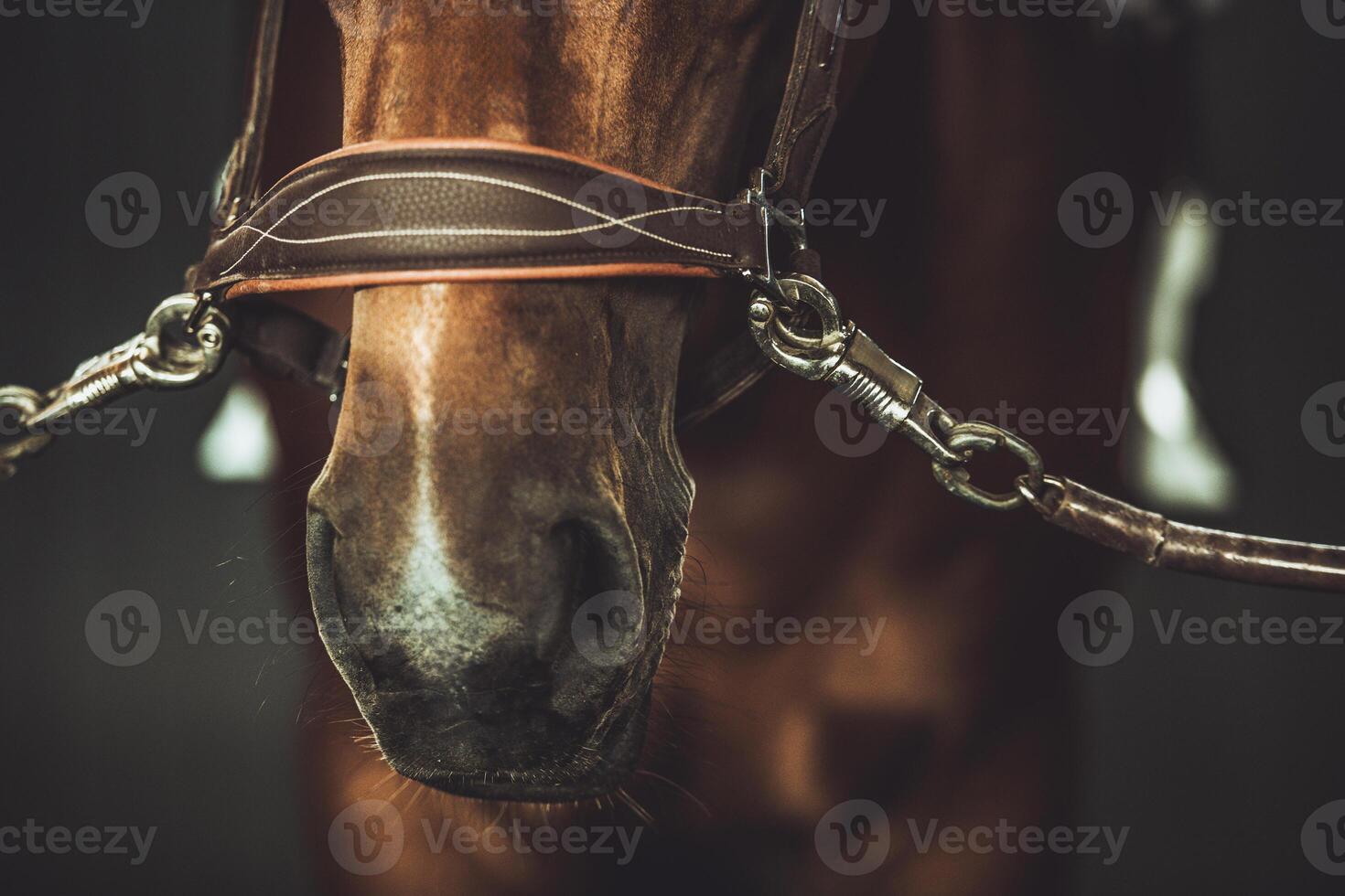 Close-up View of a Horse's Nose Wearing a Bridle in a Dimly Lit Stable photo