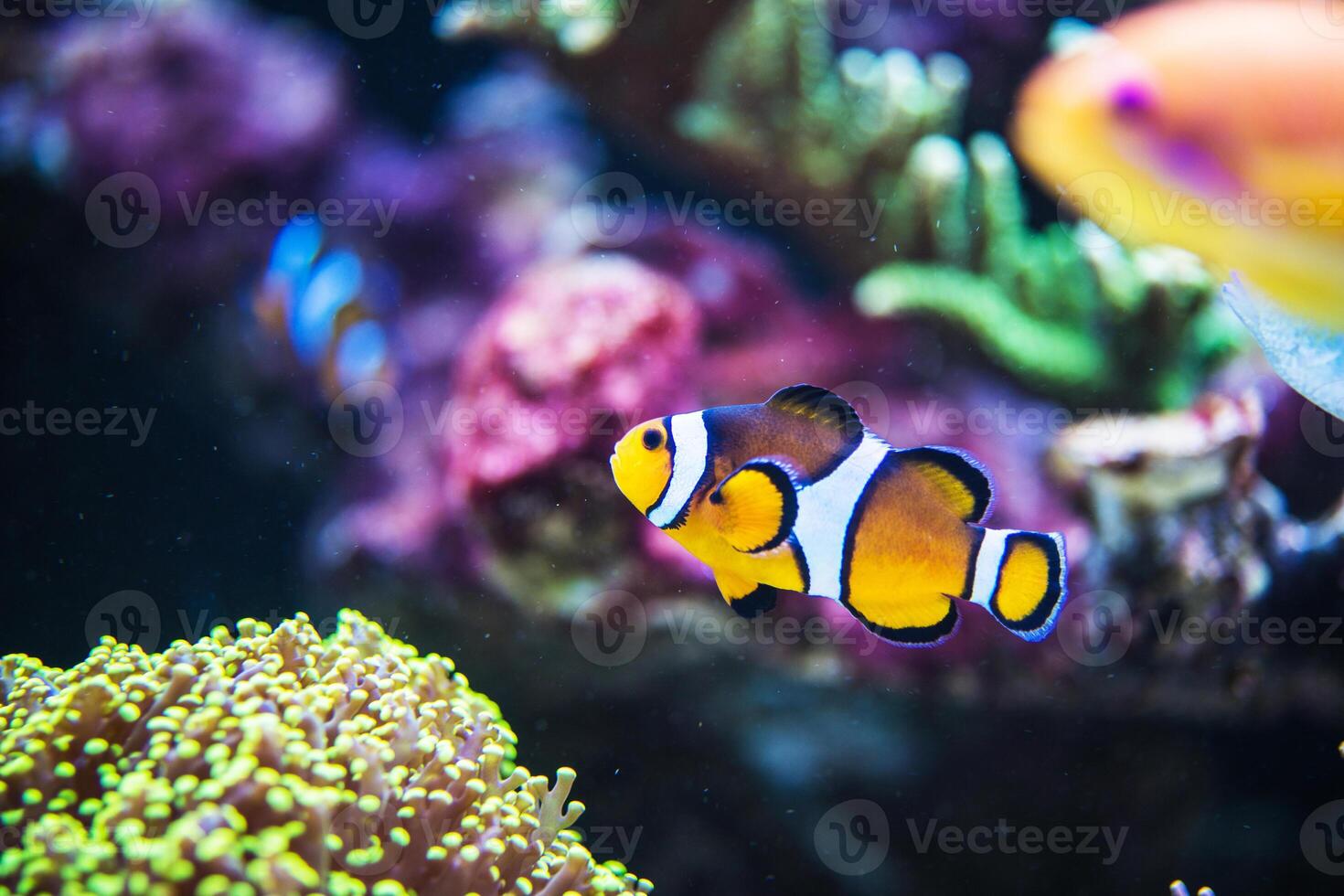 Orange Clownfish Swimming Near Colorful Coral in a Vibrant Underwater Reef Environment photo