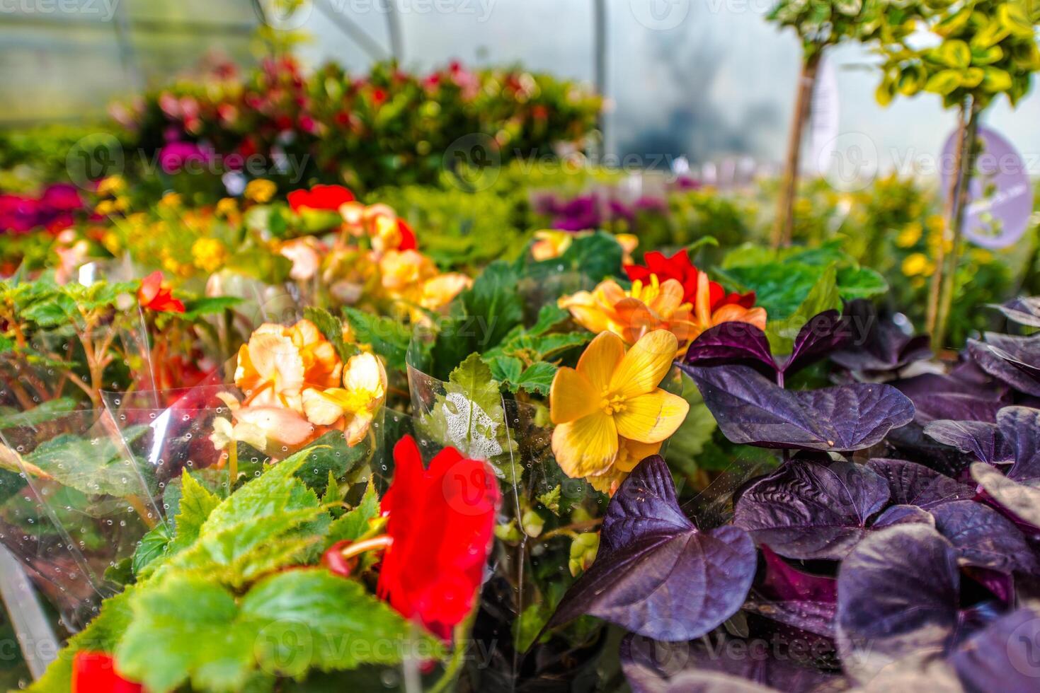 Colorful Flowers Blooming in a Greenhouse During Springtime Cultivation photo