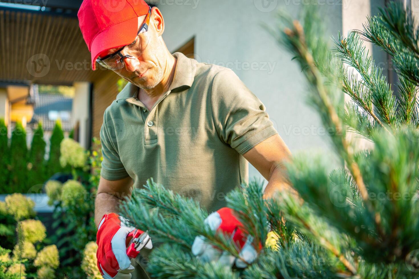 Man Pruning a Pine Tree in a Residential Garden on a Sunny Afternoon photo