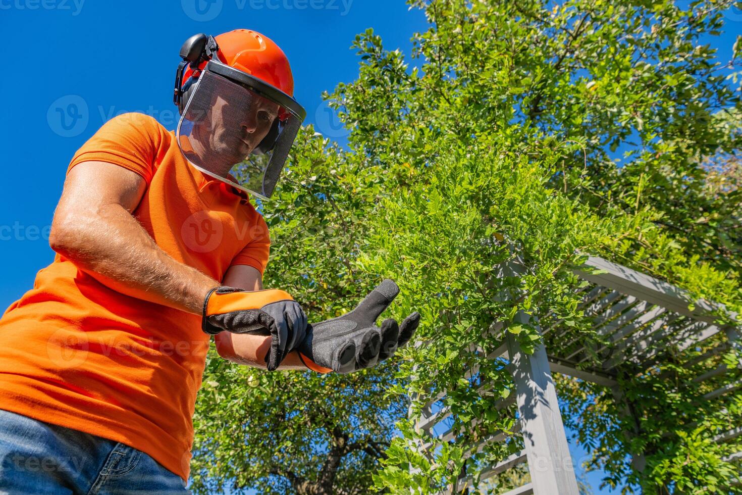 A Gardener Prepares for Tree Trimming Under a Clear Blue Sky in a Sunlit Outdoor Area photo