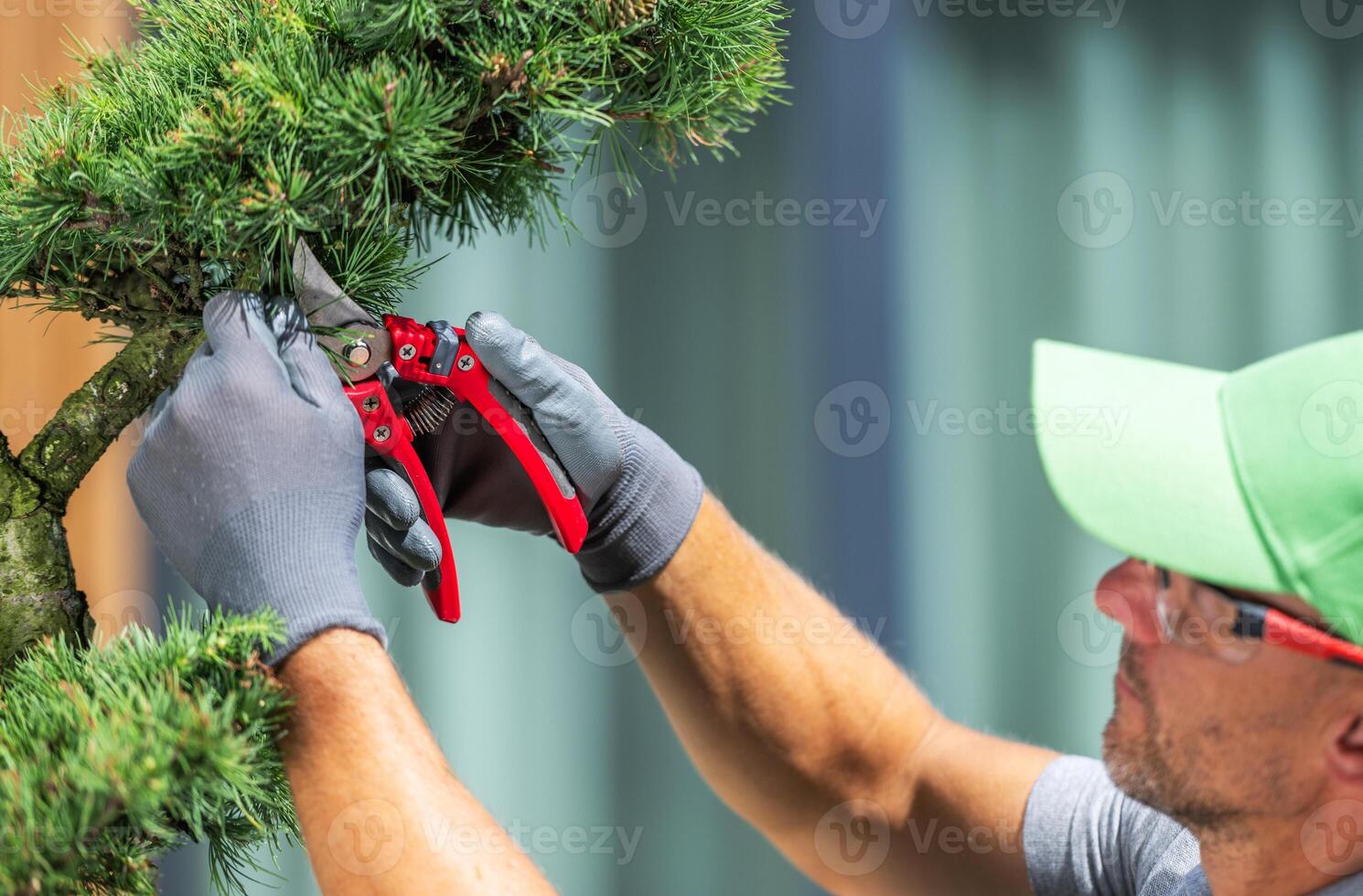 Man Trimming a Tree With Pruning Shears in a Garden During a Sunny Day photo