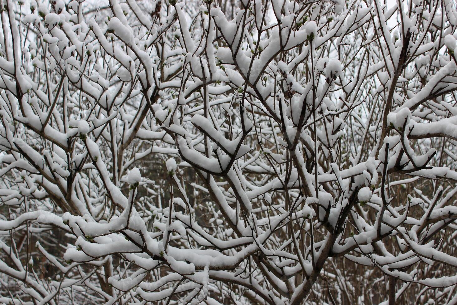 Pattern Of Bush Branches Covered With Powder Snow. Winter Forest With Young Trees photo