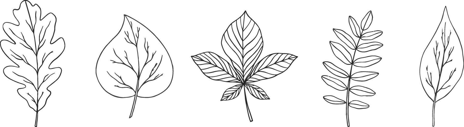Autumn black outline doodle set with leaves. Monochrome botanical contour stickers. clipart of sketchy drawings isolated on white background vector