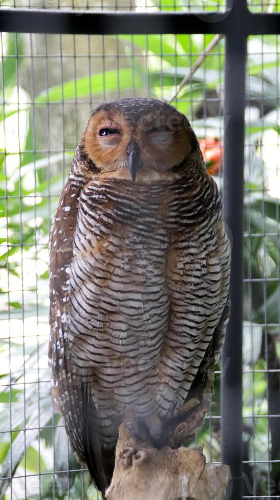 Close-up of a sleepy brown and white striped owl perched on a branch behind a wire mesh with blurred lush greenery in the background at a tropical aviary. photo