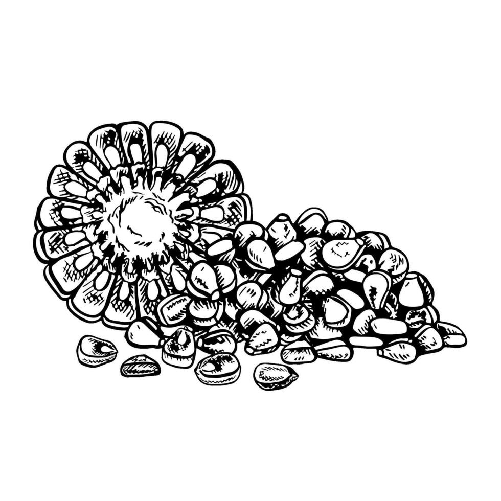 A corn cob in a section and a handful of grains. graphics with the image of corn. Black and white hand-drawn illustration. On a white background. For stickers, banners, posters and packages. vector