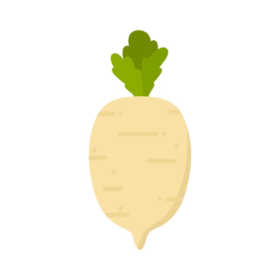 radish or turnips. illustration isolated on white background. turnip vegetable for cooking meals vector