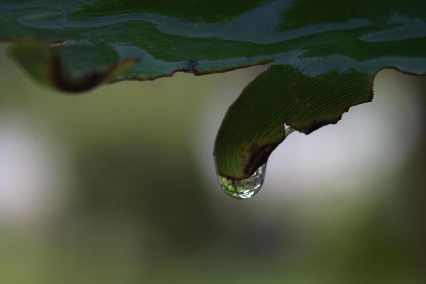 dew on the tips of the leaves almost dripping photo
