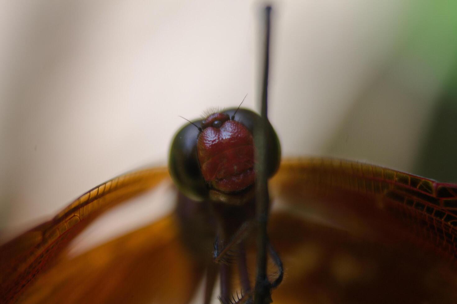macro photo of a red dragonfly