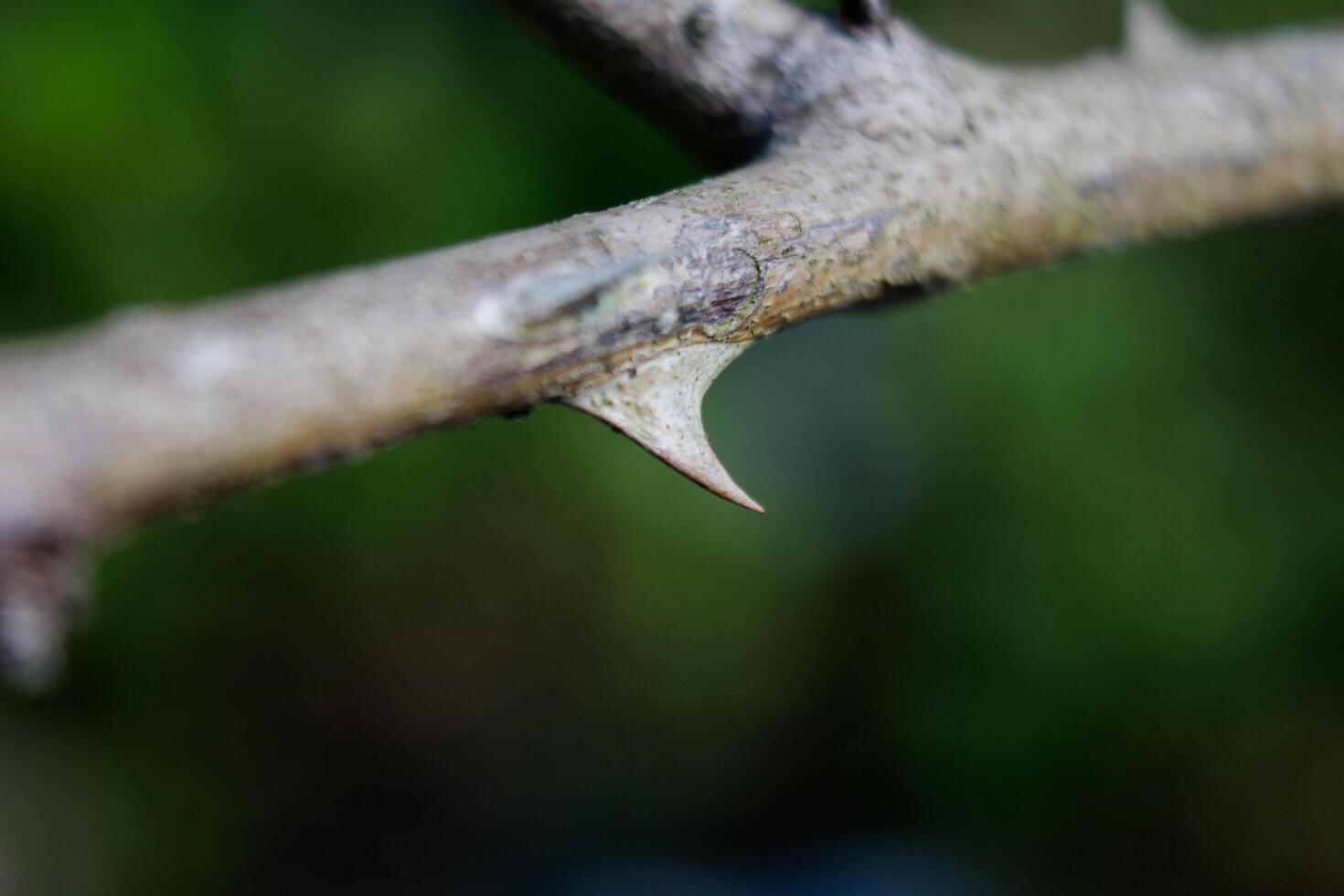 dry thorns of rose tree, sharp photo