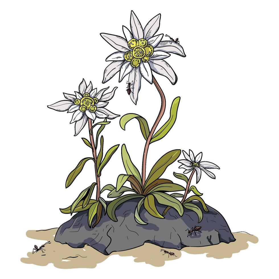 Hand drawing botanical illustration vector