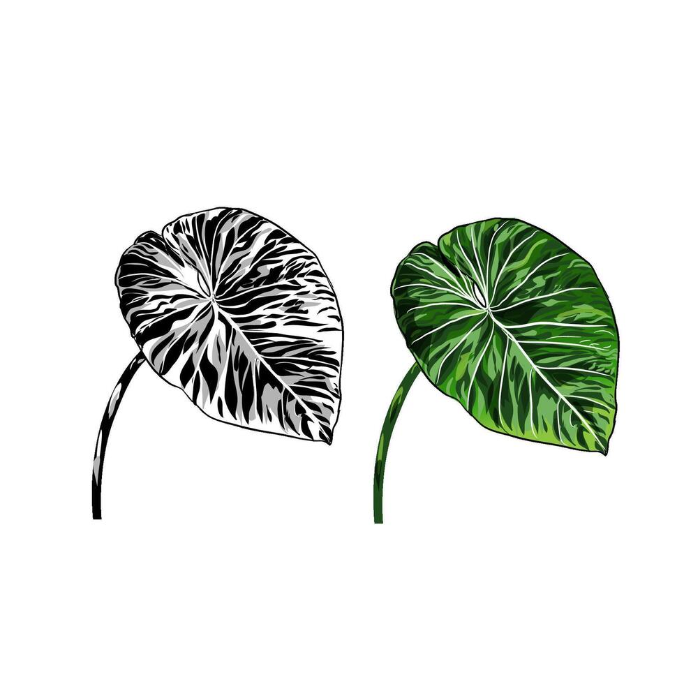 Elephant ear plant vector