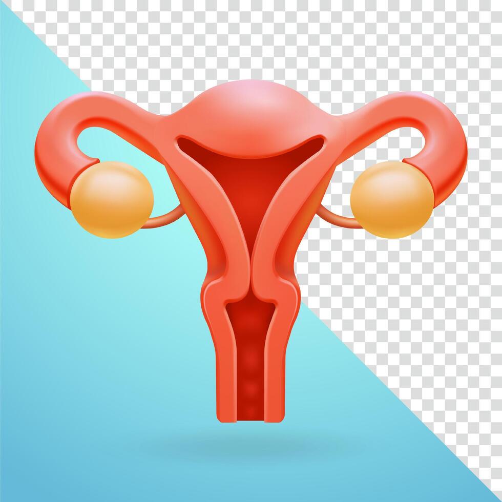 Uterus, 3d elements vector