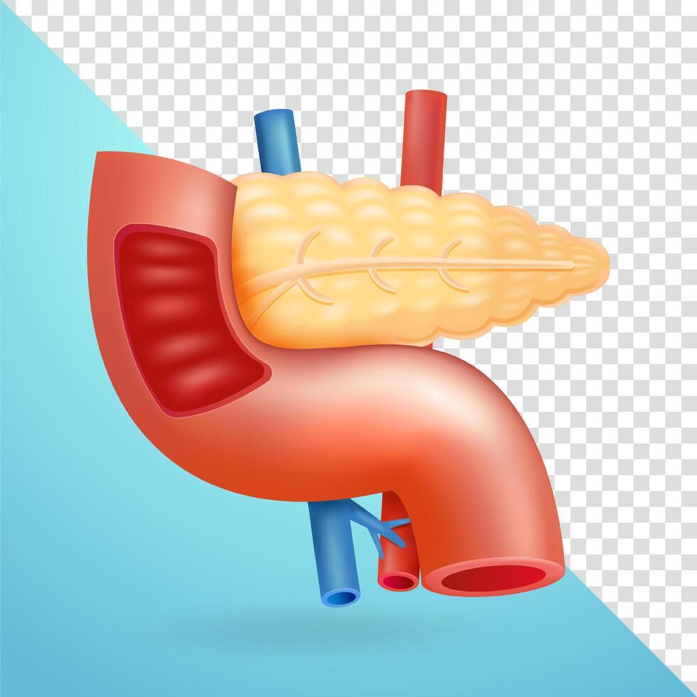 Human Pancreas, 3d elements vector