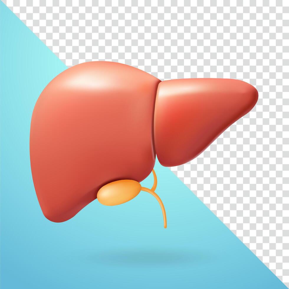 Liver, 3d elements vector
