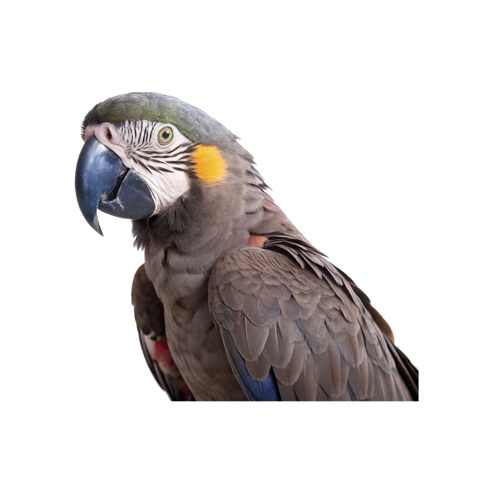 A parrot with a yellow beak and blue eyes png