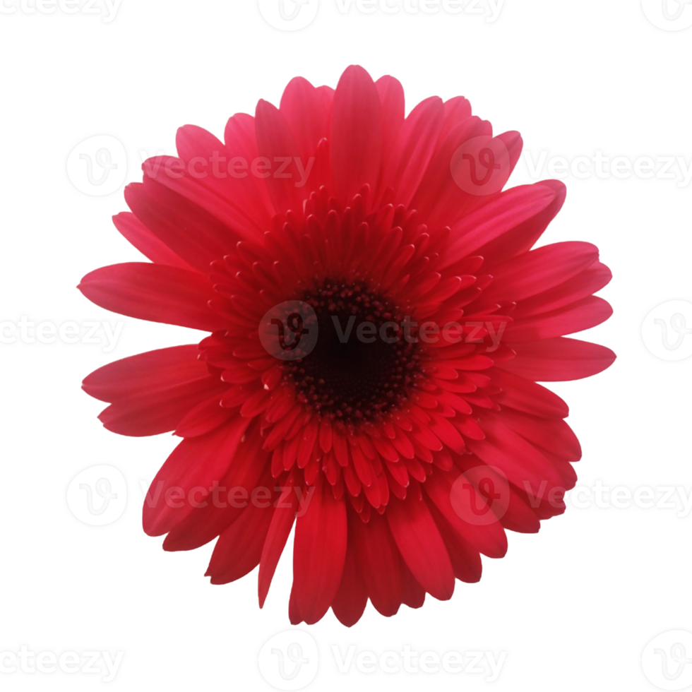 Close Up of Single Red Flower with Glossy Layered Petals png