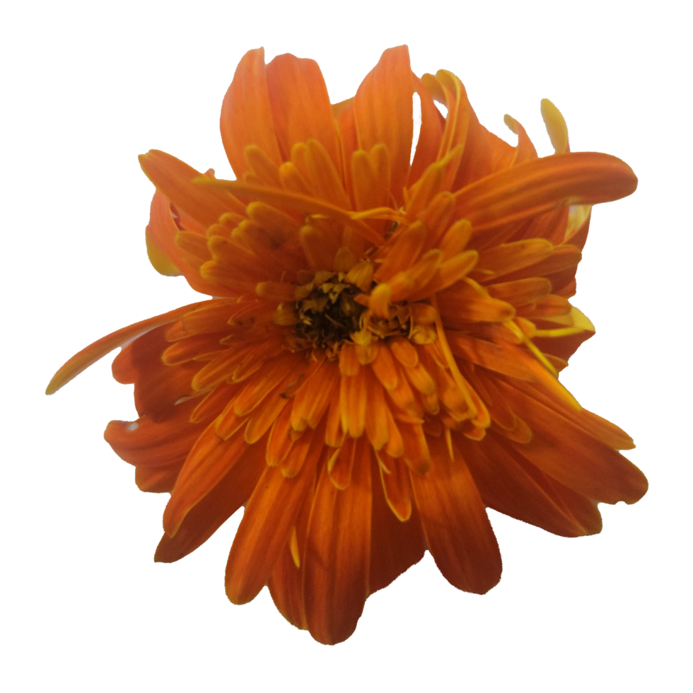 Close Up of a Single yellow Flower with Petals png
