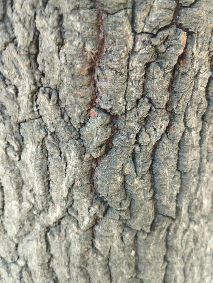 texture bark of a tree photo