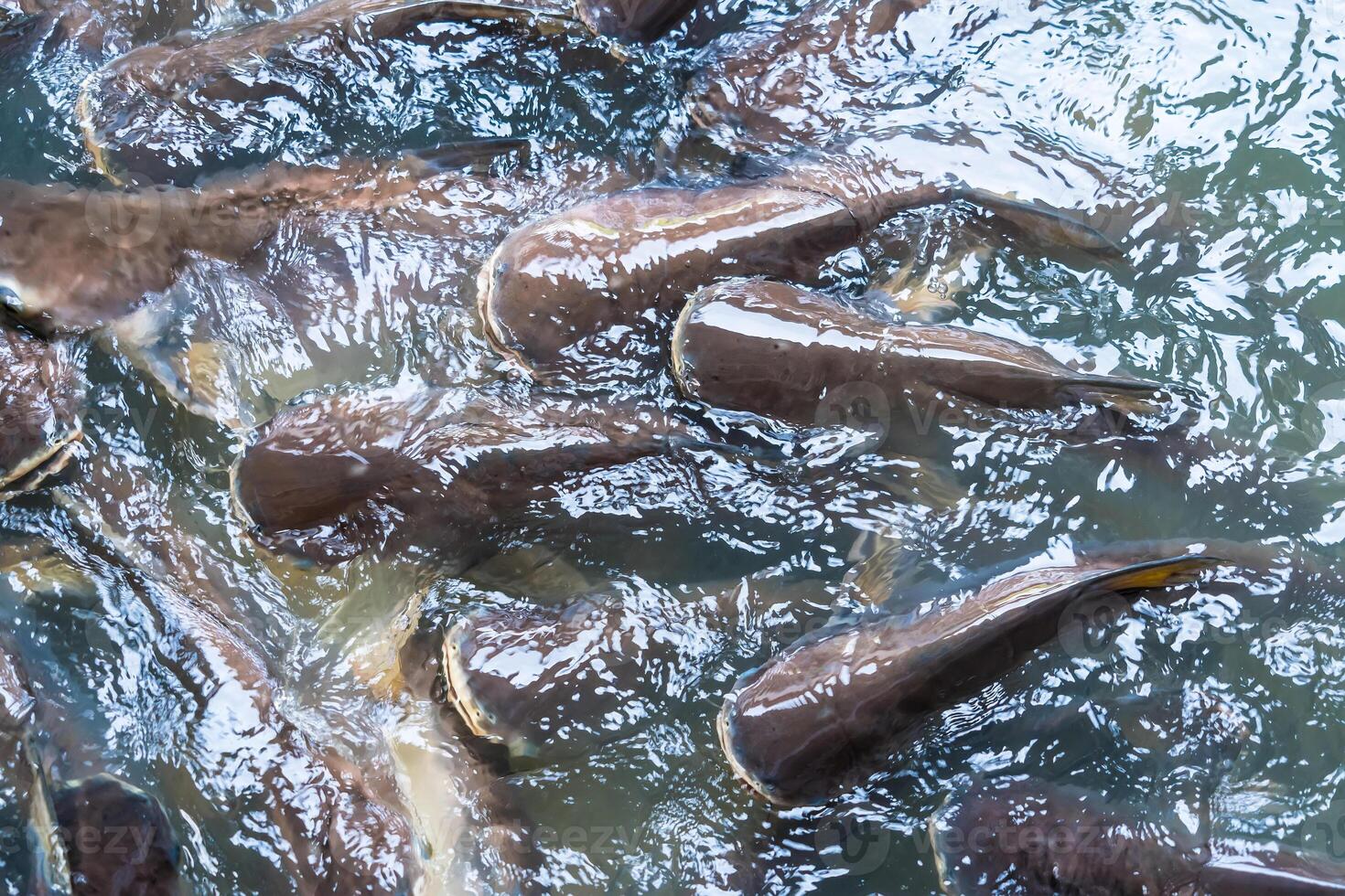 Tranquil Scene of Striped Catfish Schooling Together, Creating Artful Waves in the Pond photo