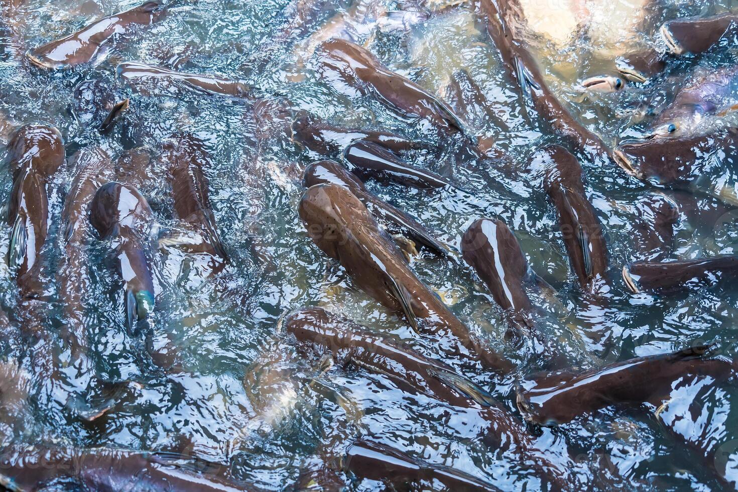 Tranquil Scene of Striped Catfish Schooling Together, Creating Artful Waves in the Pond photo