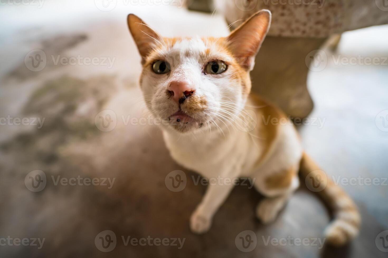 Content Cat Lying Down on a Smooth Concrete Floor photo