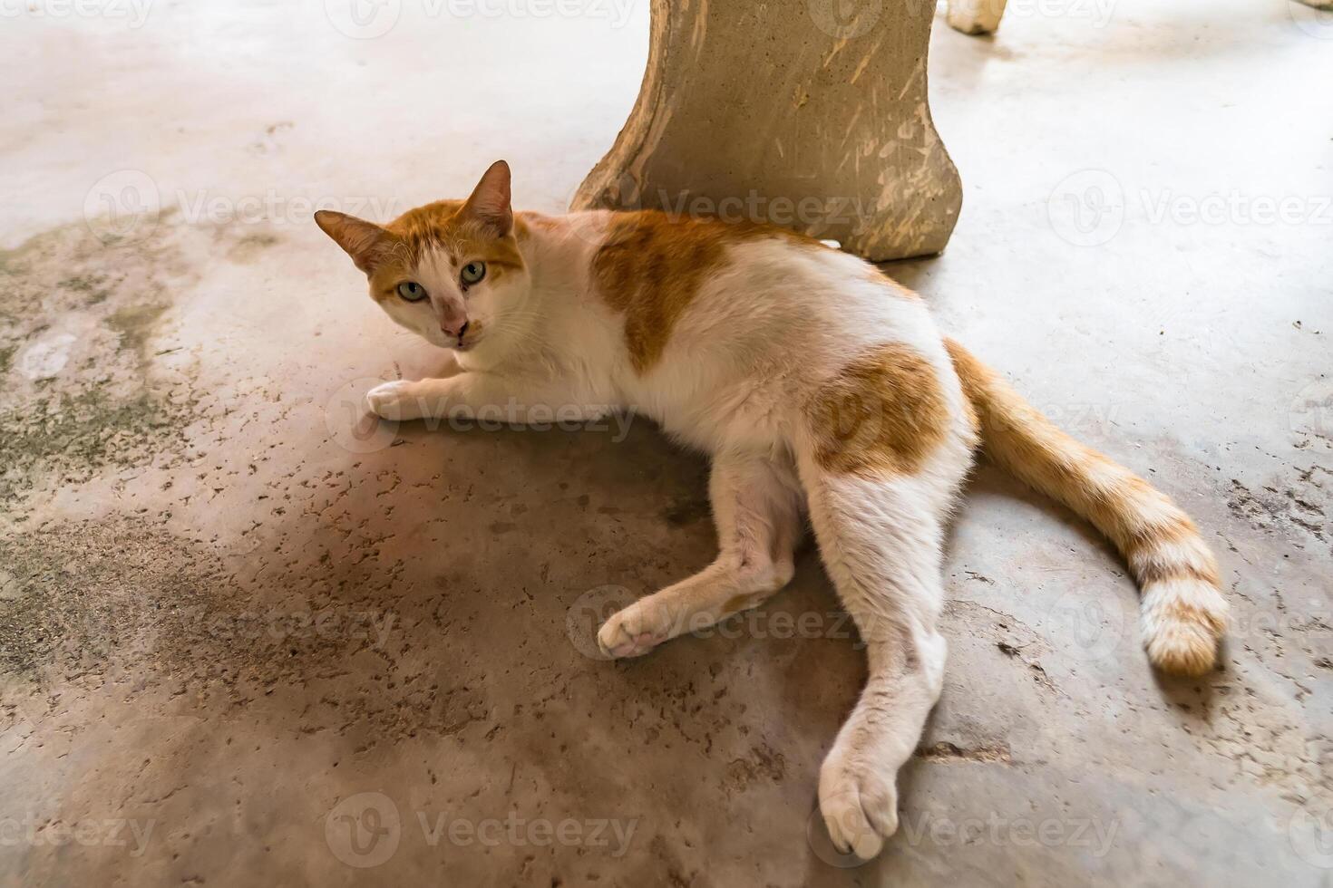 Content Cat Lying Down on a Smooth Concrete Floor photo