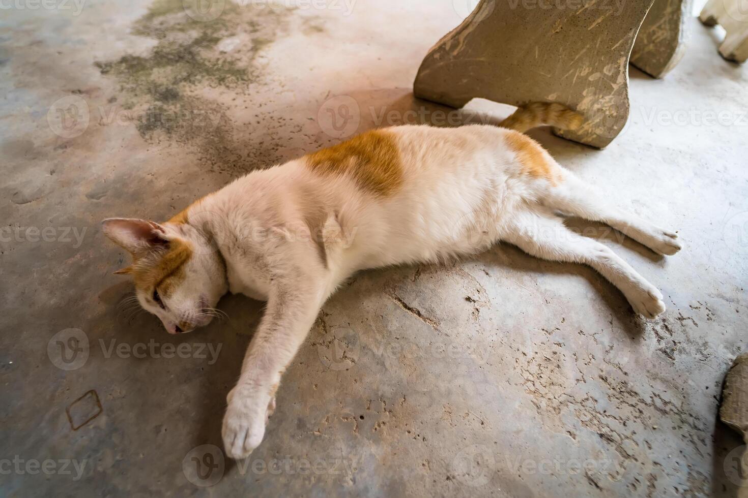 Content Cat Lying Down on a Smooth Concrete Floor photo