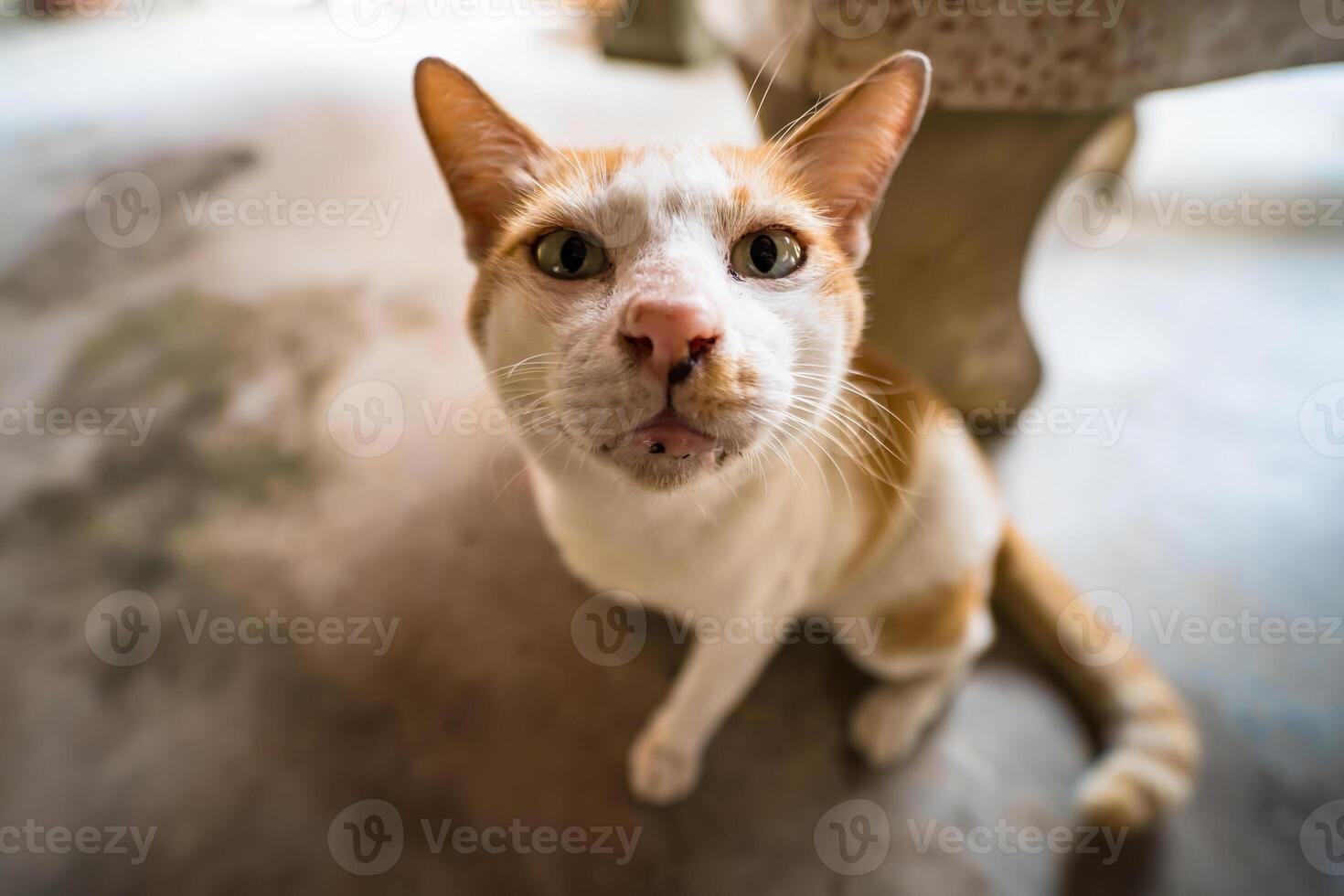 Content Cat Lying Down on a Smooth Concrete Floor photo