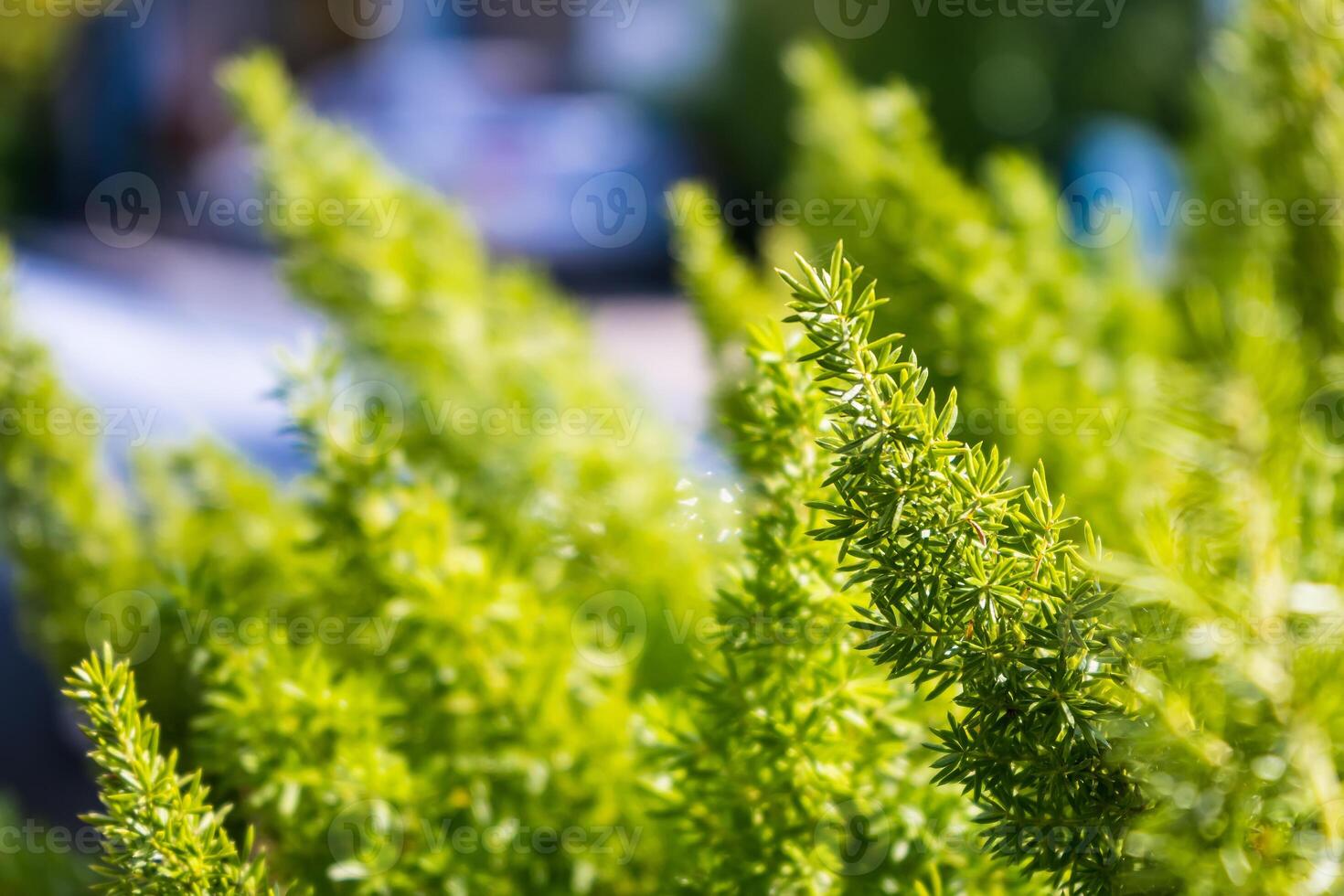 Lush Greenery.A Close-Up of Nature's Beauty photo