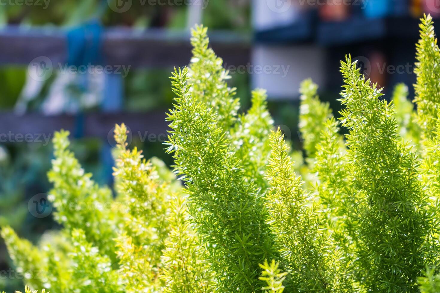 Lush Greenery.A Close-Up of Nature's Beauty photo