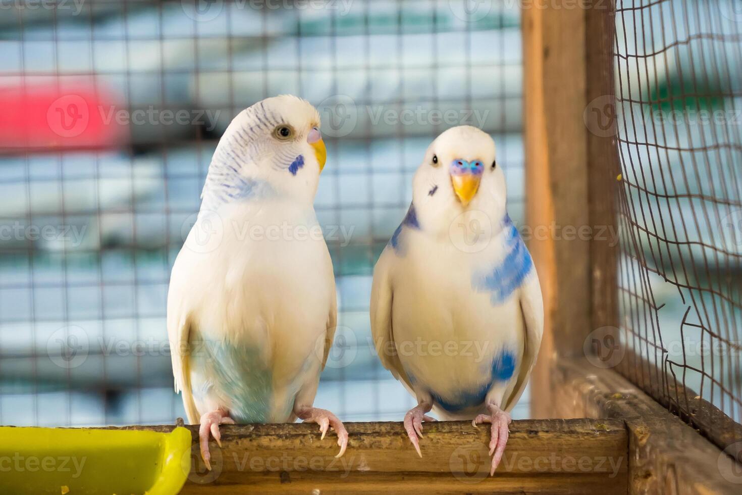 Charming Lovebird in a Traditional Wooden Cage in the Outdoors photo